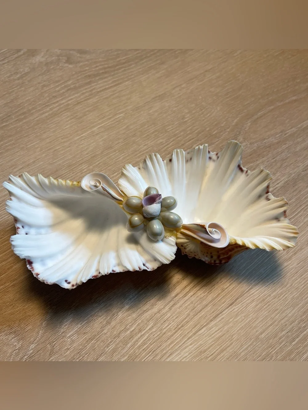 Vintage Natural Sea Shell Display Trinket Soap Dish Nautical Fisherman Ocean